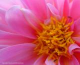 Flower Closeup
