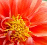 Flower Closeup