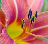 Flower Closeup