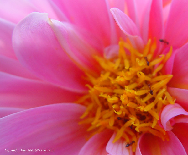 Flower Closeup