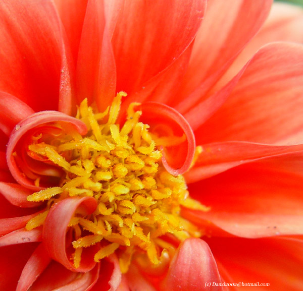 Flower Closeup