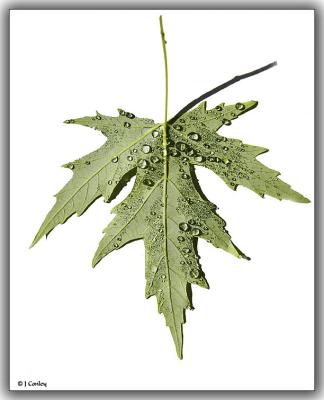wet-leaf.jpg