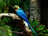 blue macaw.jpg