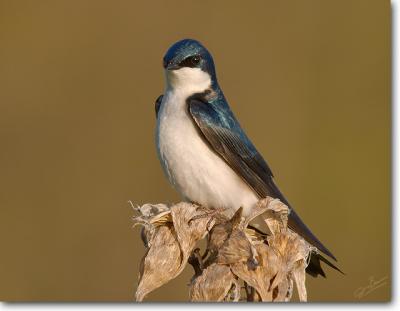 Tree Swallow