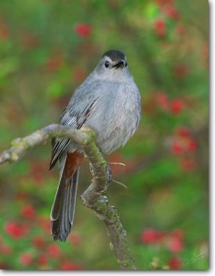 Gray Catbird