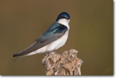 Tree Swallow