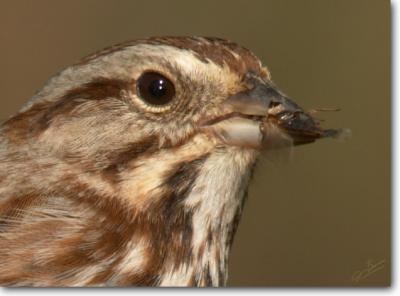 Dinner close-up