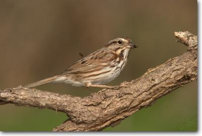 Song Sparrow with dinner