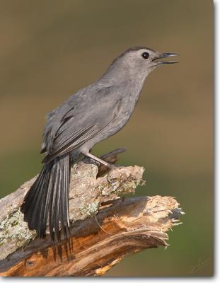 <!-- CRW_0635.jpg -->Gray Catbird