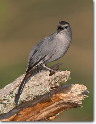 Gray Catbird