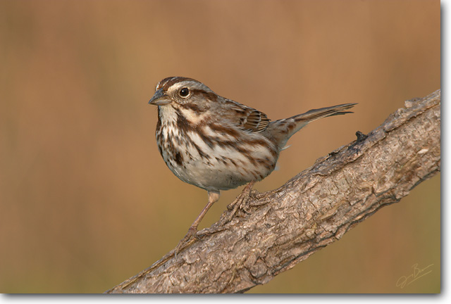 <!-- CRW_0201.jpg -->Song Sparrow