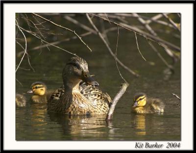 Baby Ducks 2004