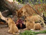 Lions eat meat