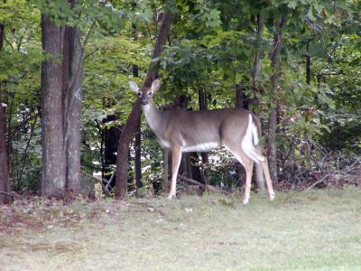 Doe In Front Yard