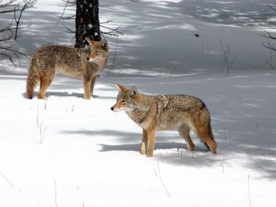 Coyotes at Grand Canyon, Feb 2004