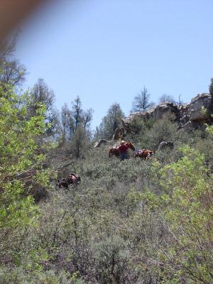 Leading the horses down a steep ridge