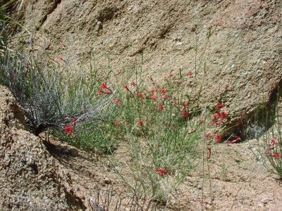More desert flowers