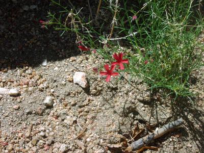One more desert flower shot!