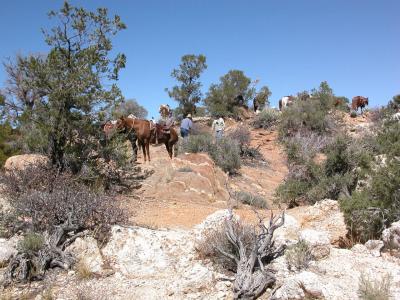 Horses at lookout point
