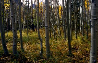 Aspen Trunks