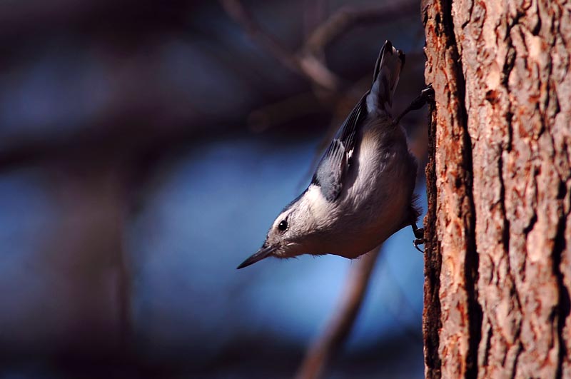 Nuthatch 3s.jpg