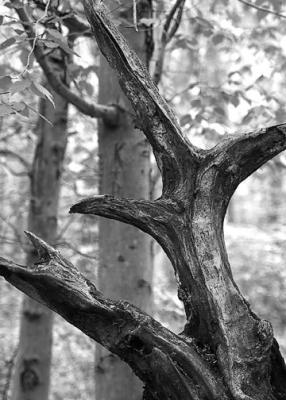 DSC_0034-BW-small.jpg