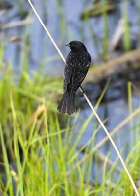 DSC_0213-small.jpg