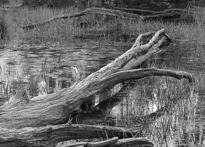 DSC_0285-small.jpg