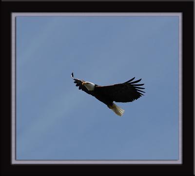 u44/jerichofire/medium/28437800.eagleflight2.jpg