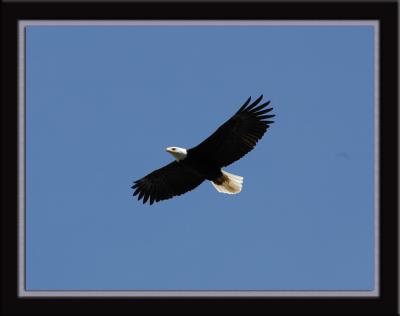 u44/jerichofire/medium/28437802.eagleinflight.jpg