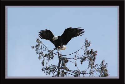 u44/jerichofire/medium/28437804.eagleperch2.jpg