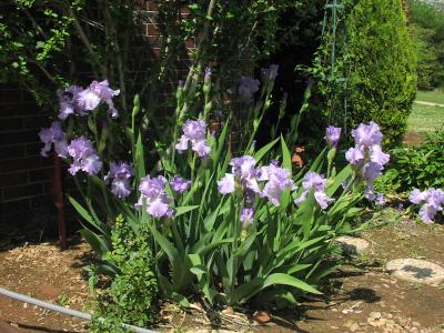 Iris-south garden-home