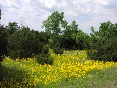 Oklahoma wild flowers
