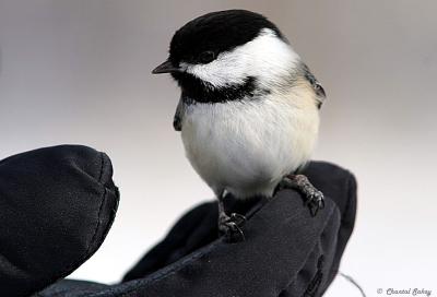 Black-capped Chickadee