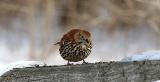 Brown Thrasher