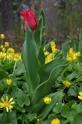 Planting Fields Arboretum