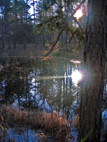 Berryman pond in the morning