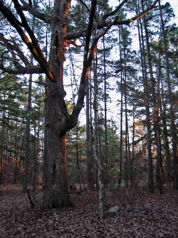 daybreak at Berryman