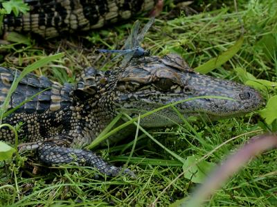 American Alligator