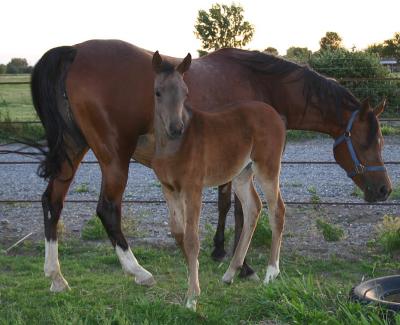 Sanadika Shaklana and her foal  Sanadikas Magical Dream