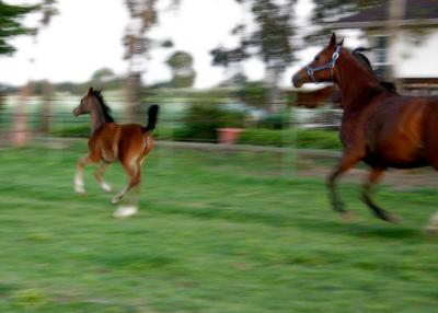 Sanadika Shaklana and her foal  Sanadikas Magical Dream