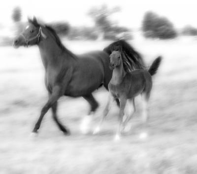 Sanadika Shaklana and her foal  Sanadikas Magical Dream