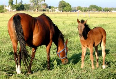 Sanadika Shaklana and her foal  Sanadikas Magical Dream