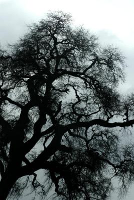 Oak Trees