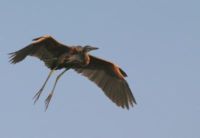 Purple heron landing approach