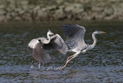 Grey Herons