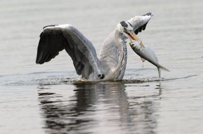 Grey heron with fish