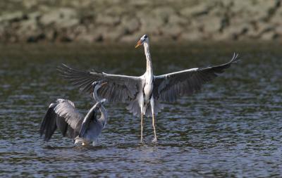 Grey herons