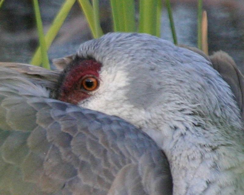 IMG_2807f-eye.jpg