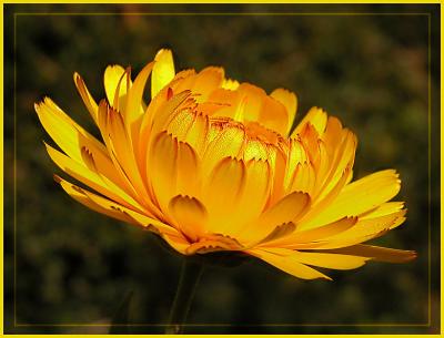 u44/jlm/medium/28462163.fleurdd501.jpg